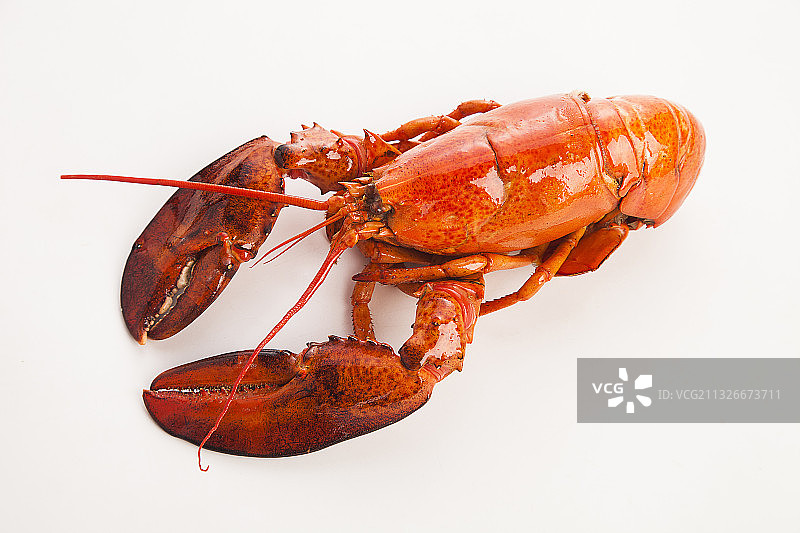 龙虾图片素材
