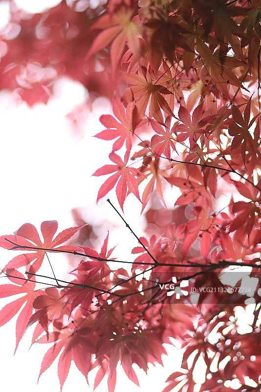 初春的鸡爪槭图片素材