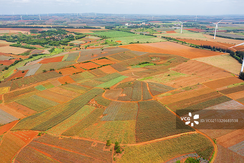 广东湛江徐闻菠萝的海图片素材