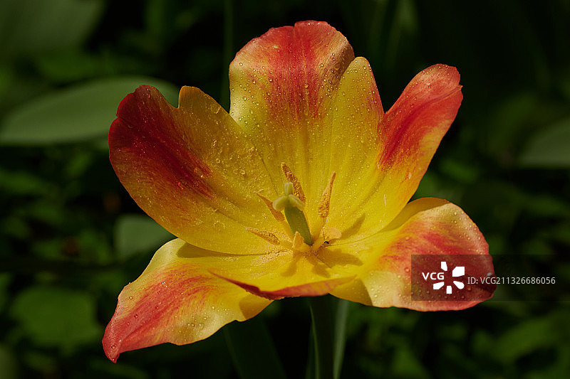 一朵郁金香图片素材