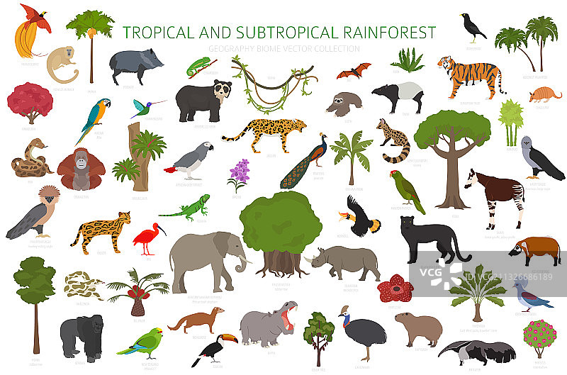 热带和亚热带雨林生物群落自然风光图片素材