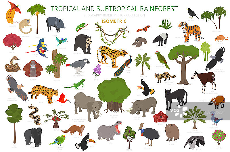 热带和亚热带雨林生物群落自然风光图片素材