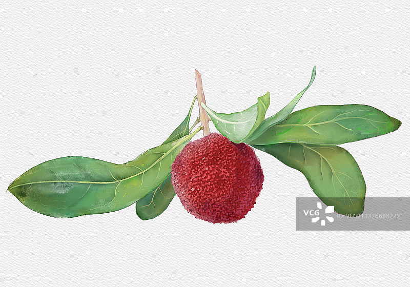 水彩杨梅手绘图片素材