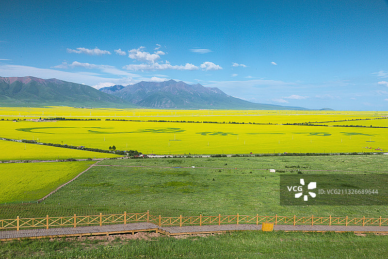 蓝天白云下的青海门源远山、油菜花海、栈道、村庄图片素材