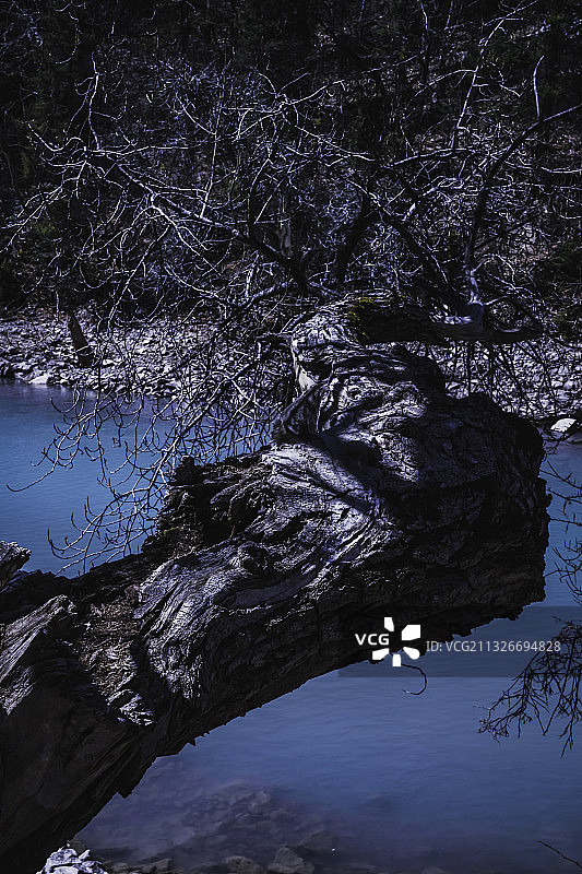 《苍劲》拍摄于中国西藏自治区波密县。图片素材