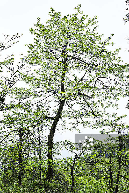 珍稀植物珙桐树植物活化石鸽子花图片素材