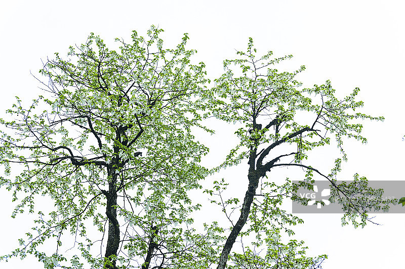 珍稀植物珙桐树植物活化石鸽子花图片素材