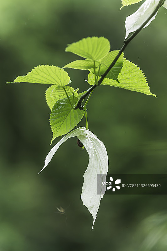 珍稀植物珙桐树植物活化石鸽子花图片素材