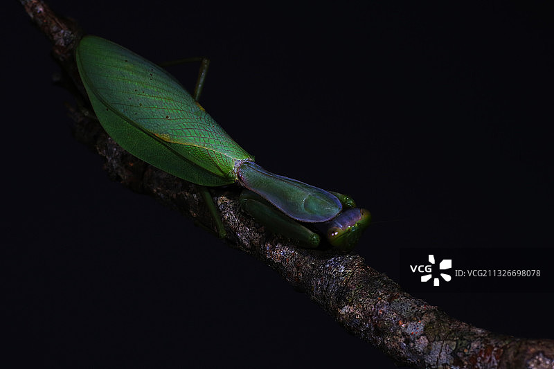 长背斧螳 Hierodula longa图片素材