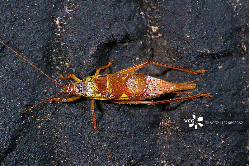 蛣蟋Eneopteridae图片素材