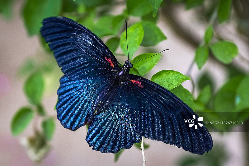 北京海淀区七彩蝴蝶园养殖的蓝凤蝶图片素材