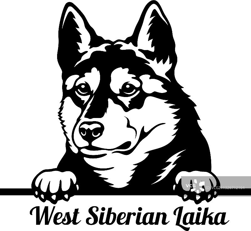 西伯利亚莱卡犬头部特写图片素材