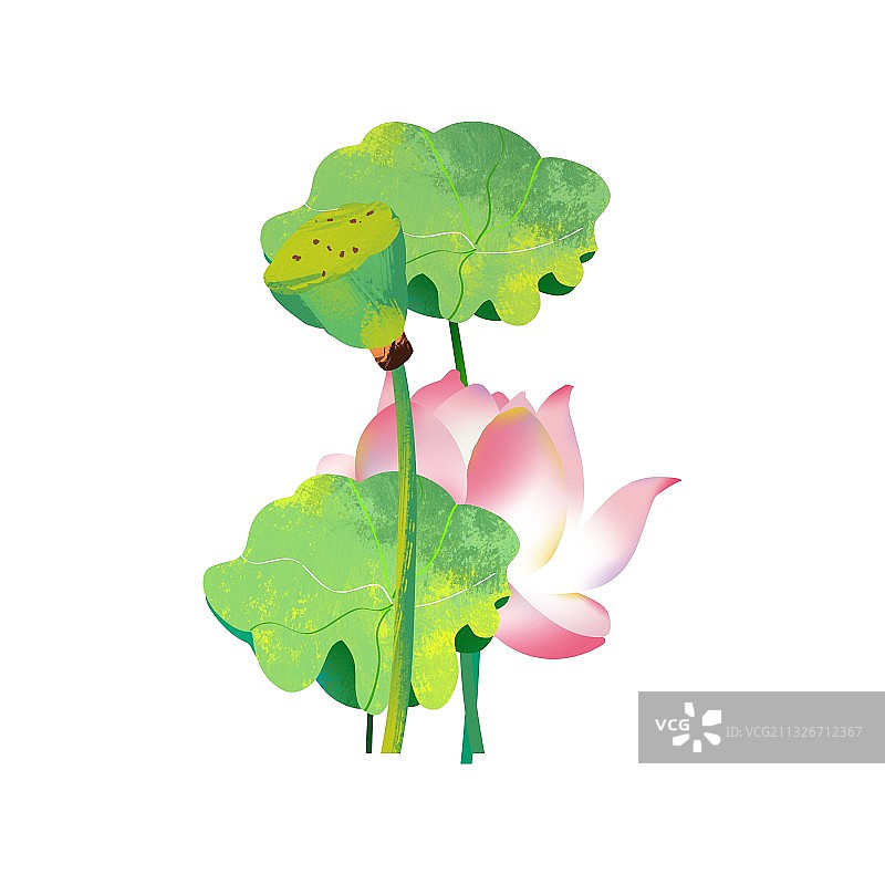 夏天的荷塘一角风光荷叶莲蓬荷花莲花图片素材