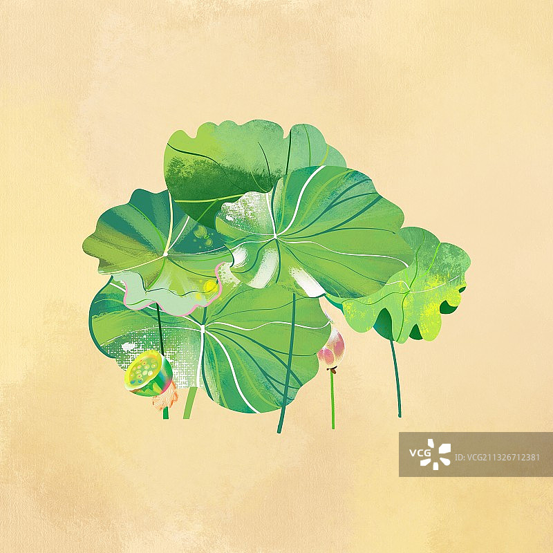 复古宣纸中国画传统景物夏天的荷塘莲花荷花莲藕荷叶莲蓬图片素材