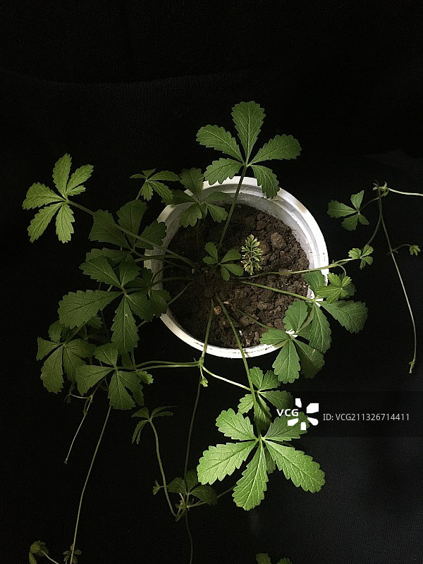 黑背景中的胡萝卜幼苗图片素材