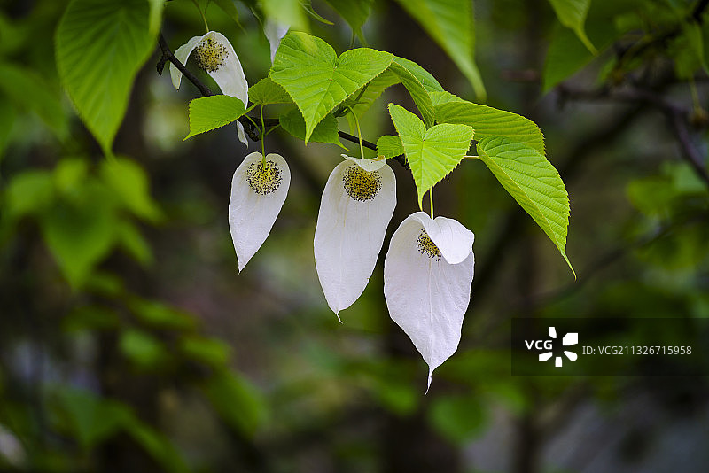 珙桐乖巧霜翎舞图片素材