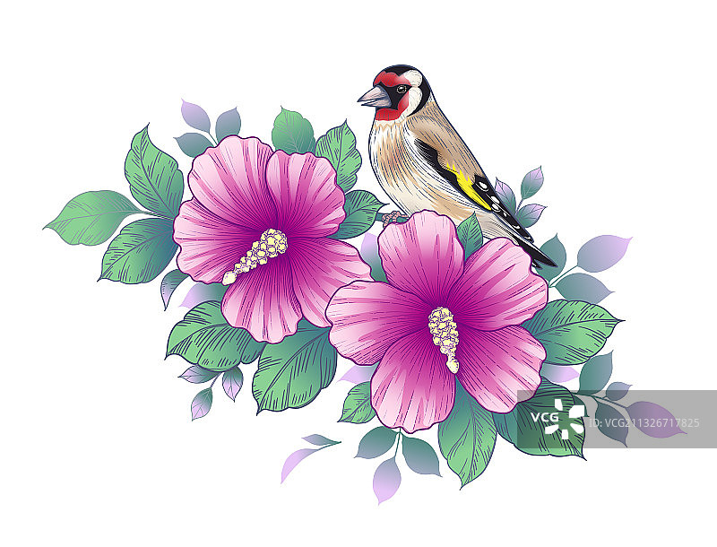 手绘金翅雀与芙蓉花枝图片素材