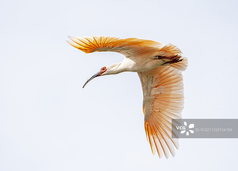 飞行中的朱鹮图片素材