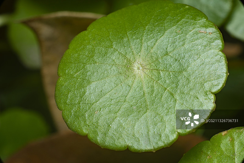 铜钱草图片素材