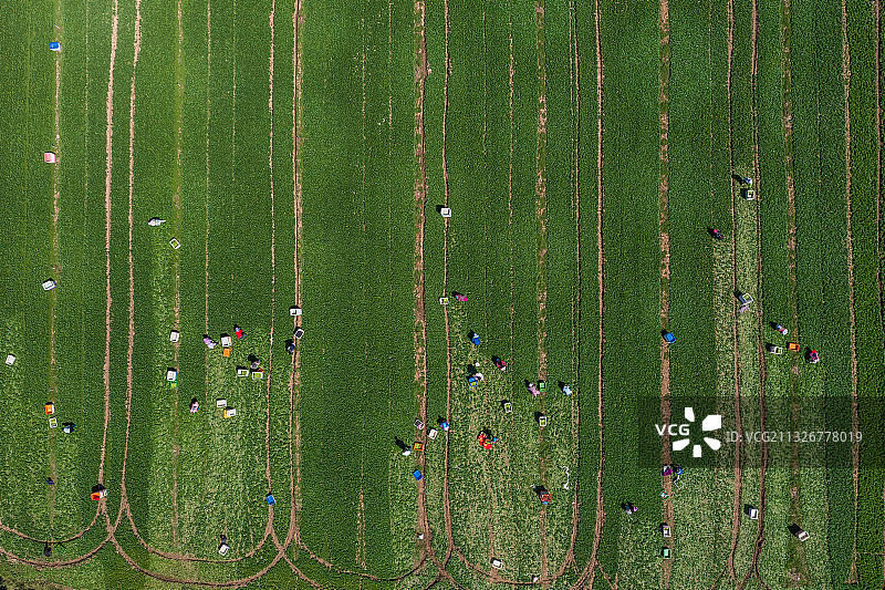 春天的原野图片素材