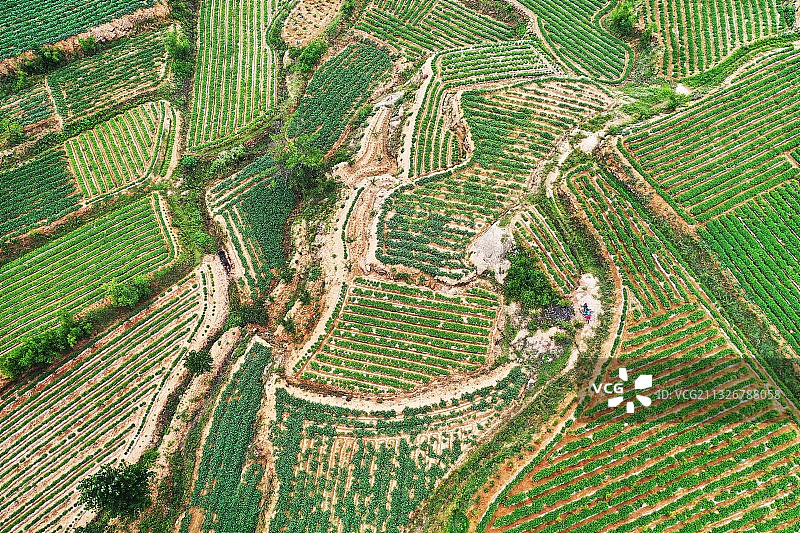 绿意盎然的山东枣庄山亭区田园风光图片素材