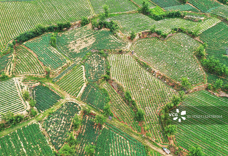 绿意盎然的山东枣庄山亭区田园风光图片素材