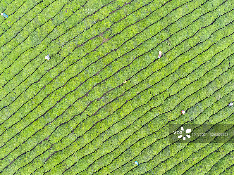 航拍西湖龙井茶园图片素材