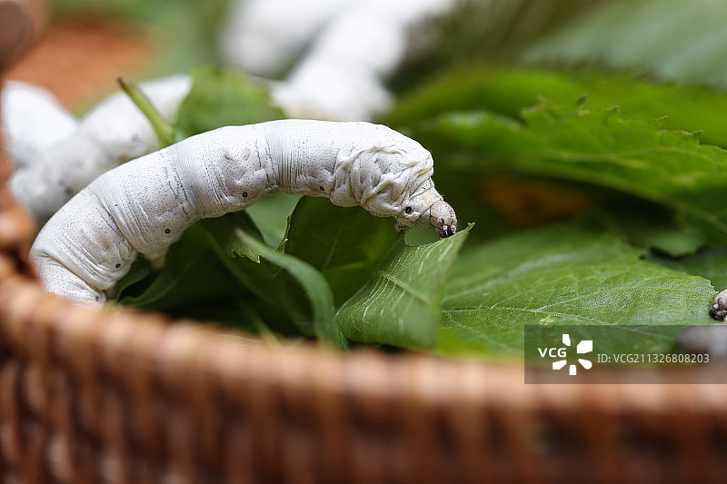 在吃桑叶的桑蚕图片素材