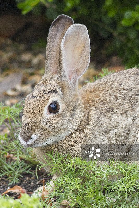 沙漠棉尾兔特写图片素材