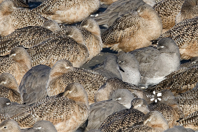 麻鹬和矶鹬挤在一起睡觉的特写图片素材