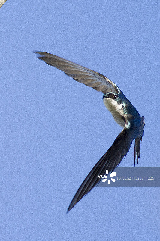 飞翔的树燕图片素材