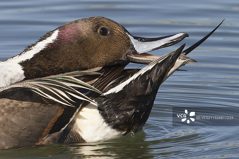 雄性针尾鸭梳理羽毛特写图片素材