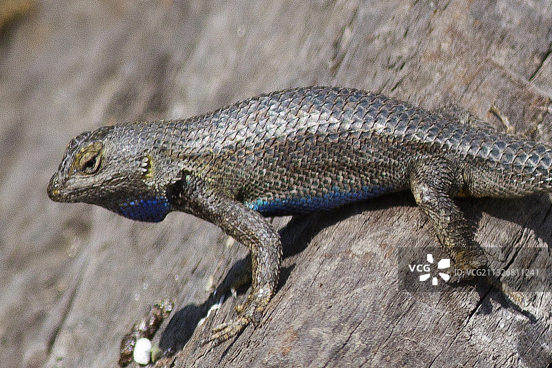 西部篱蜥特写图片素材
