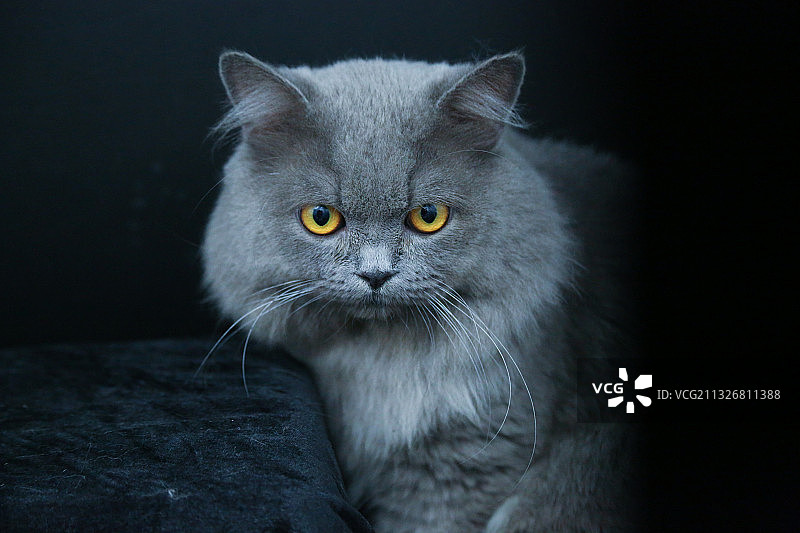 蓝猫英短英长宠物摄影图片素材