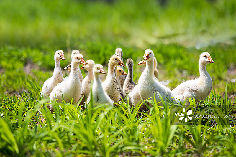 小鹅仔图片素材