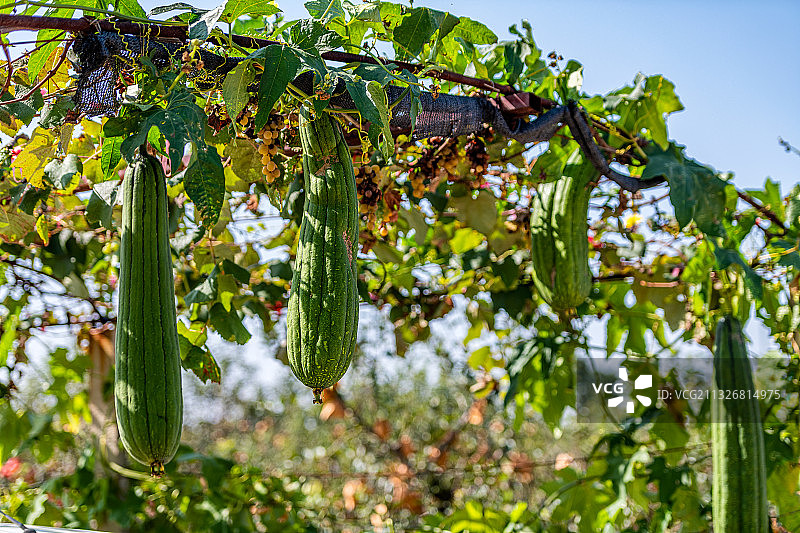 架子上的丝瓜图片素材