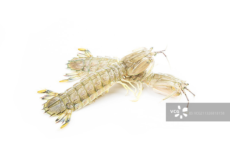 新鲜皮皮虾图片素材