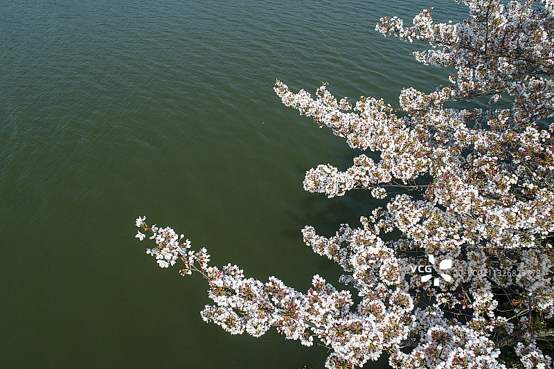 襄阳古城护城河樱花绽放图片素材