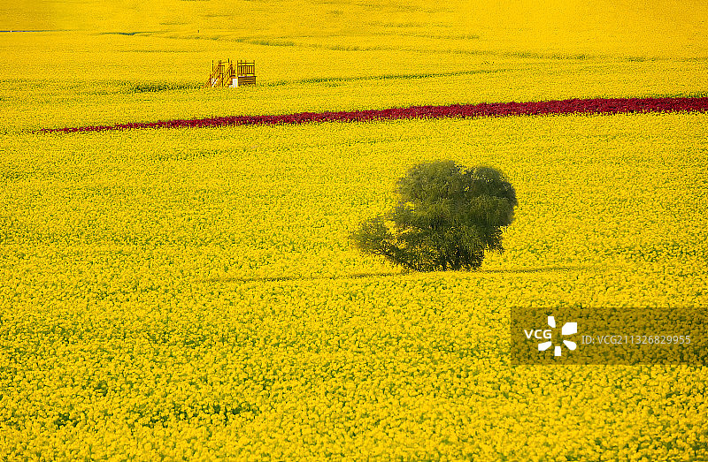 油菜花田图片素材