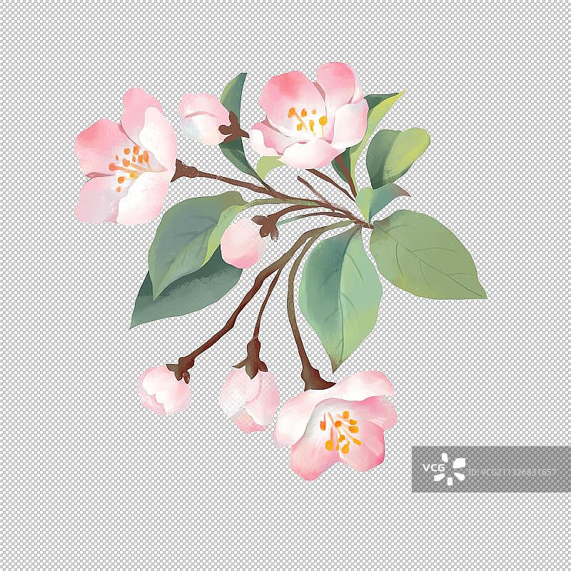 海棠花图片素材