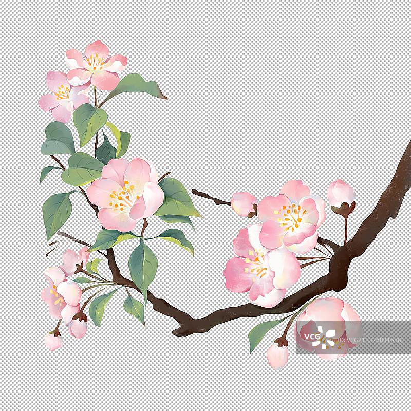 海棠花图片素材