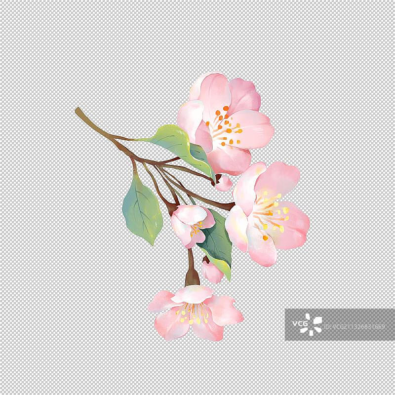 海棠花图片素材