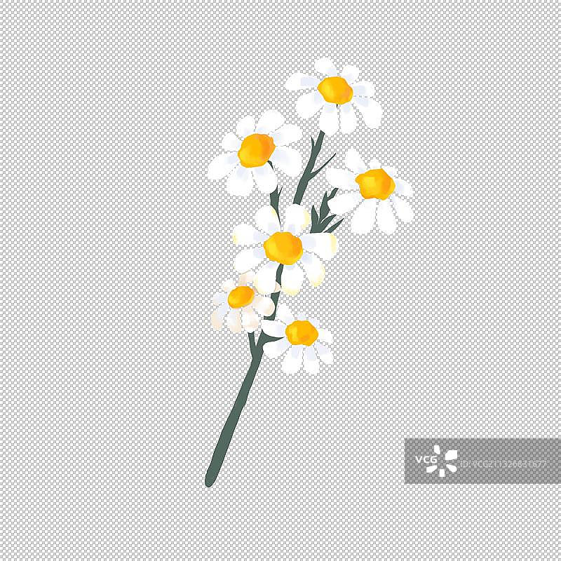 妇女节鲜花花束图片素材