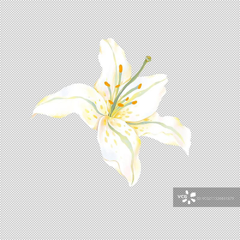 妇女节鲜花花束图片素材