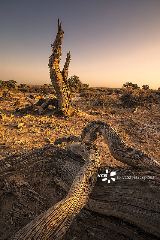 新疆昌吉木垒胡杨林图片素材