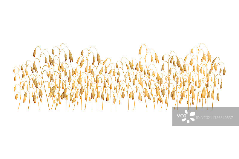 田野中的燕麦小麦剪影图片素材