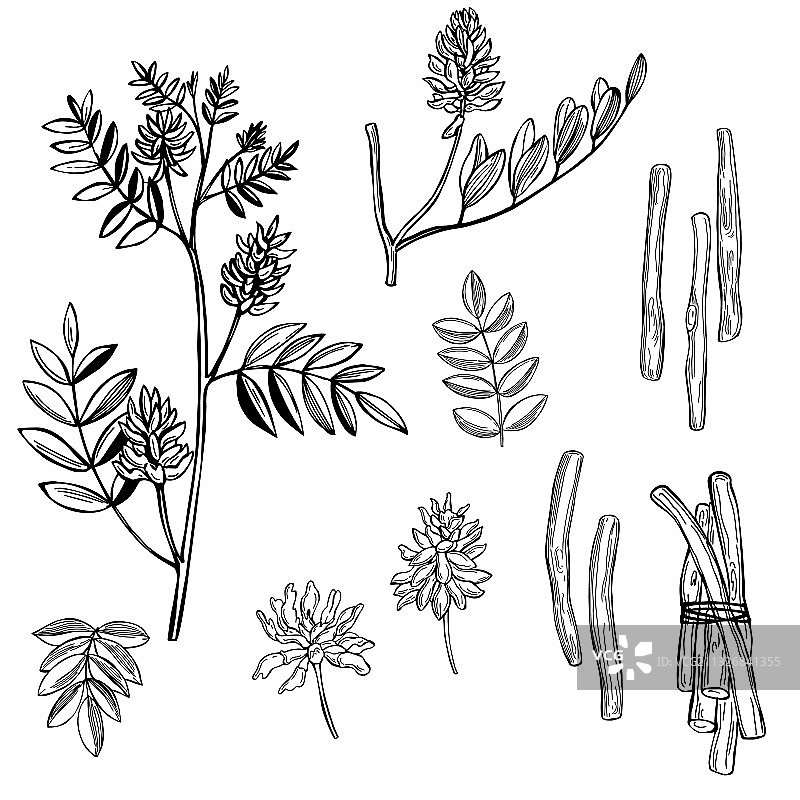 甘草的花、叶和根图片素材