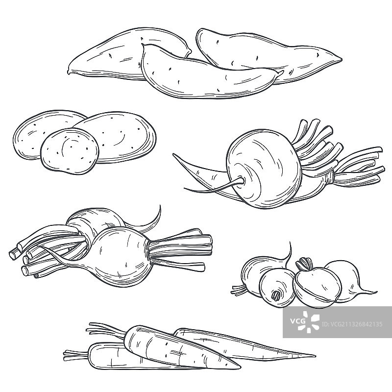 手绘根类蔬菜图片素材