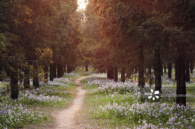 逆光下的树林和鲜花小路图片素材