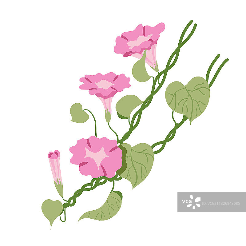 牵牛花图片素材